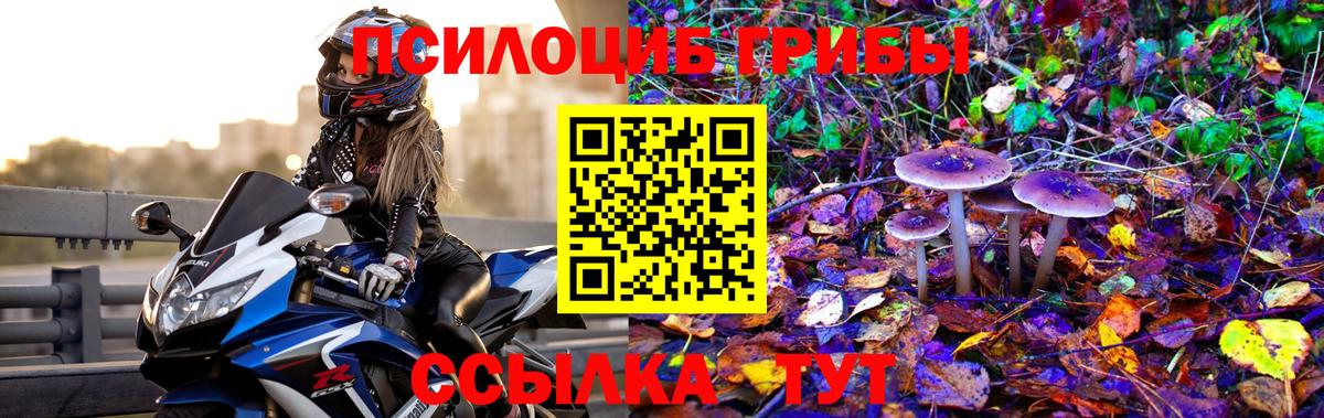Галлюциногенные грибы Cubensis Ставрополь